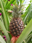 image of pineapple