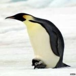 image of bird