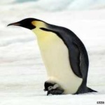 image of emperor_penguin #22