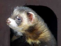 image of polecat