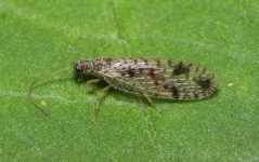 image of lacewing