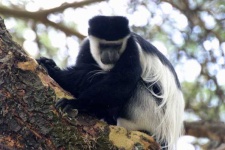 image of colobus