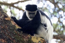 image of colobus #19