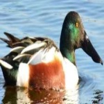 image of bird