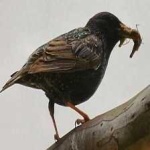 image of bird