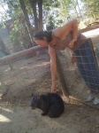 image of wombat