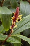 image of flower