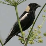 image of bird