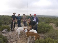 image of ibizan_hound