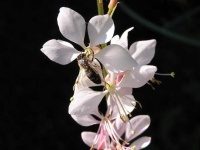 image of flower