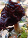 image of gyromitra