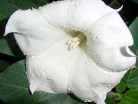 image of flower