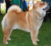image of chow