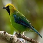 image of bird