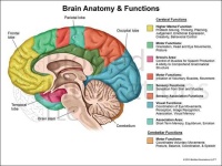 image of brain