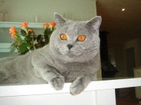 image of british_shorthair #22