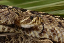 image of diamondback