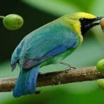 image of bird