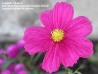 image of flower