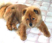 image of chow