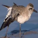 image of bird