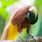 image of bird