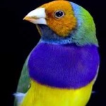 image of bird