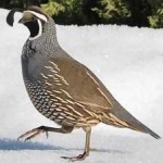 image of bird