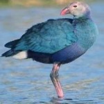 image of bird