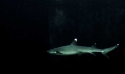 image of animal