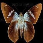 image of animal