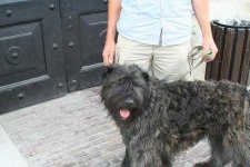 image of bouvier_des_flandres