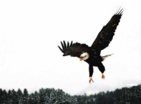 image of bald_eagle