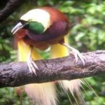 image of bird