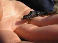 image of common_newt