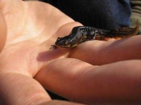 image of common_newt #16