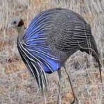 image of bird