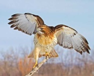 image of hawk