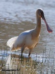 image of spoonbill