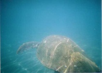 image of loggerhead