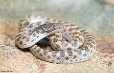 image of night_snake