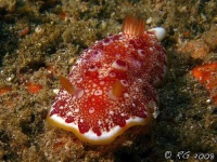 image of sea_slug #17