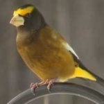 image of bird