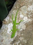 image of american_chameleon