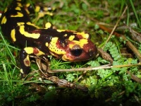 image of european_fire_salamander