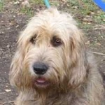 image of otterhound