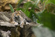 image of jaguar_car