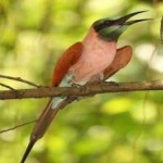 image of bird