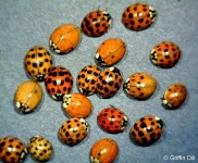 image of ladybugs #40