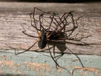 image of harvestman